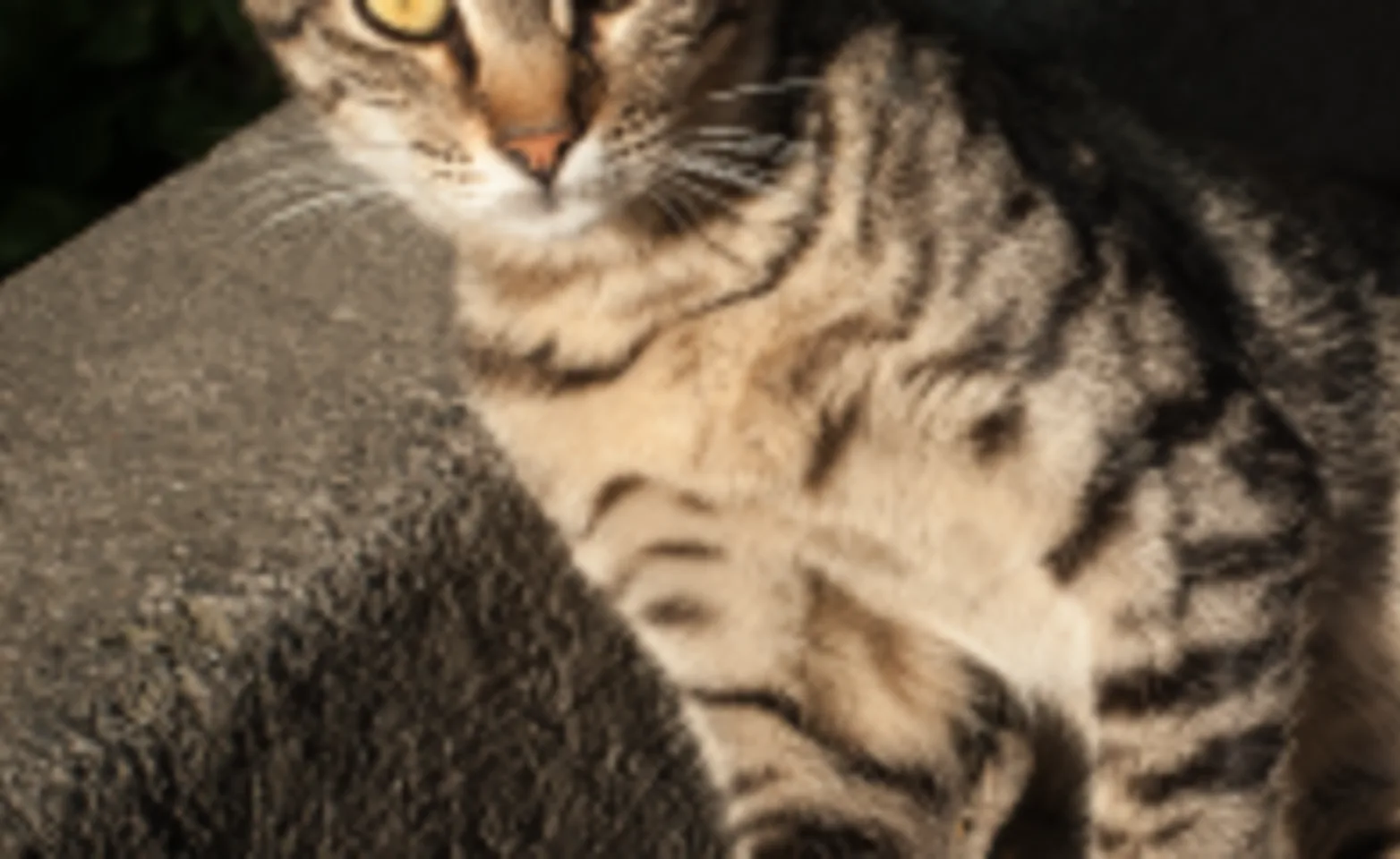 Cat laying down on the sidewalk